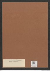 Diatomeae indet. Zeichnungen Sammlung Grunow Mappe 03462 (Herbarium_W_Grunow_drawings_Folder_03462)